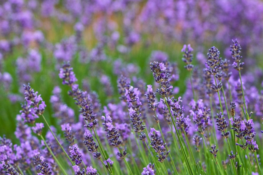 Blühender Lavendel im Regen