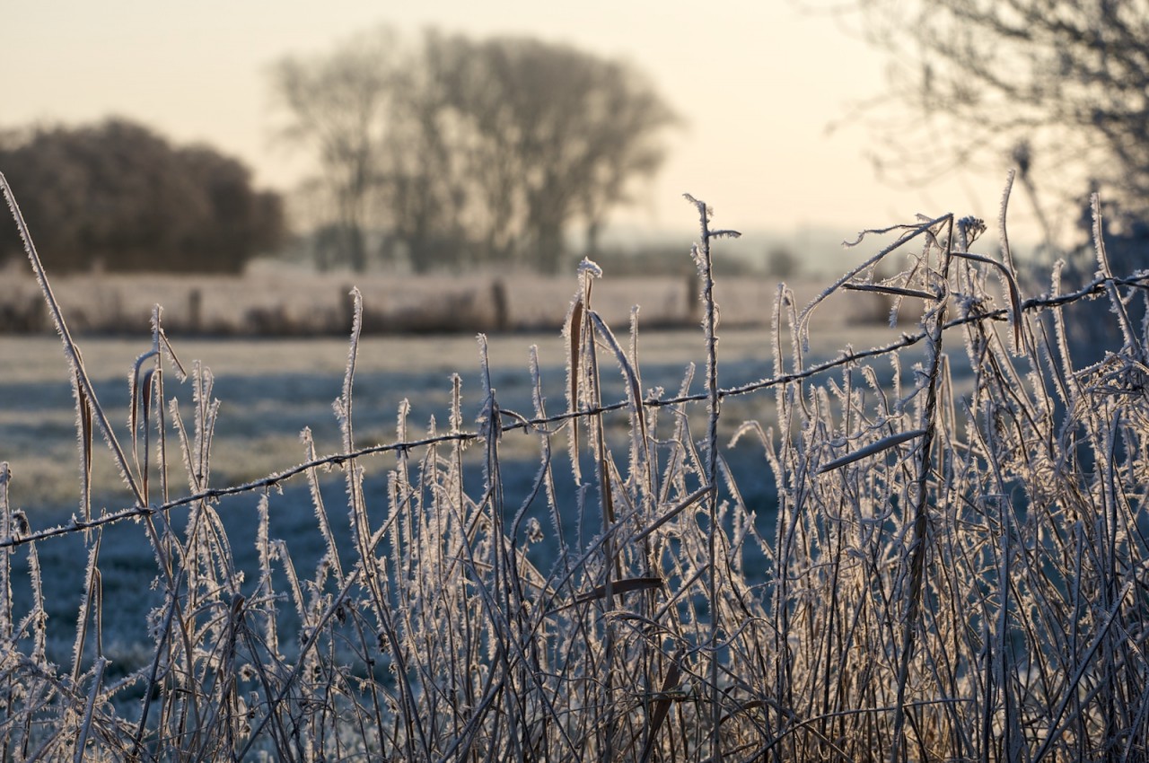 Frostiges an den Allerwiesen