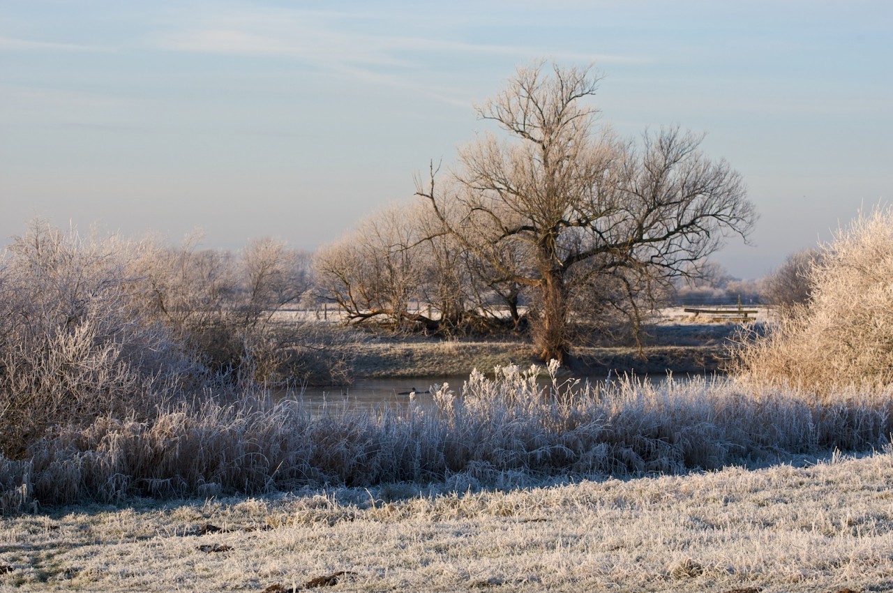 Allerwiesen mit Raureif
