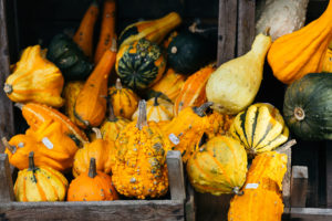 Kürbiswoche - Sortenvielfalt der Kürbisse